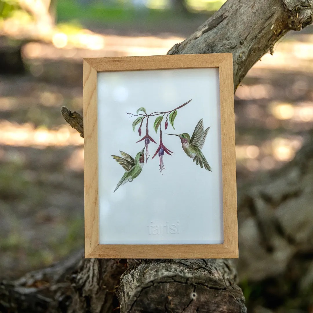 Cuadro con ilustación en acuarela de pareja de colibríes bebiendo néctar de chilcos