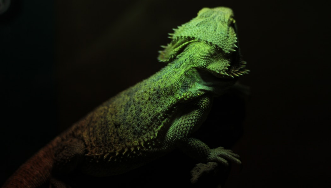 Iguana de espaldas