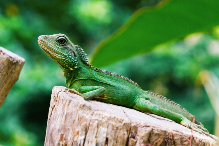 Iguana de perfil posada en un tronco