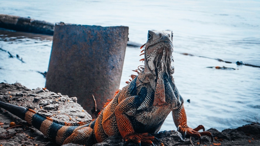 Iguana cerca del agua