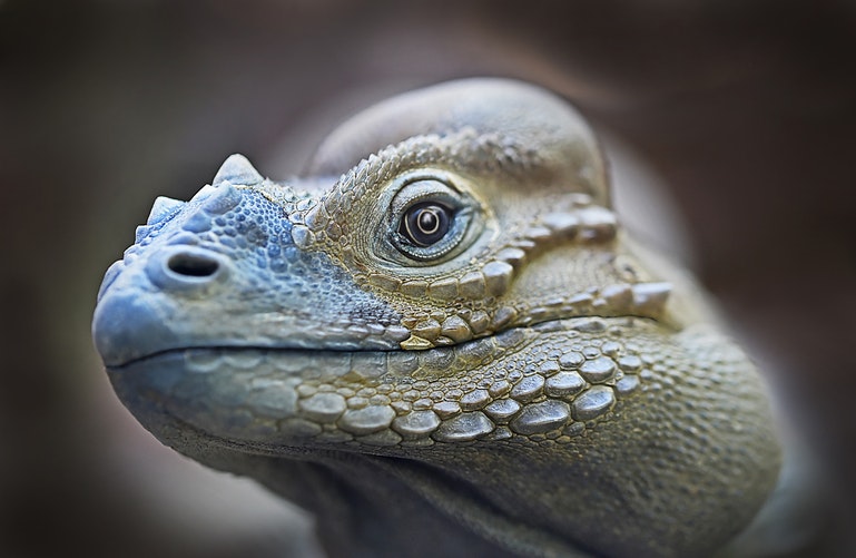 Iguana de perfil