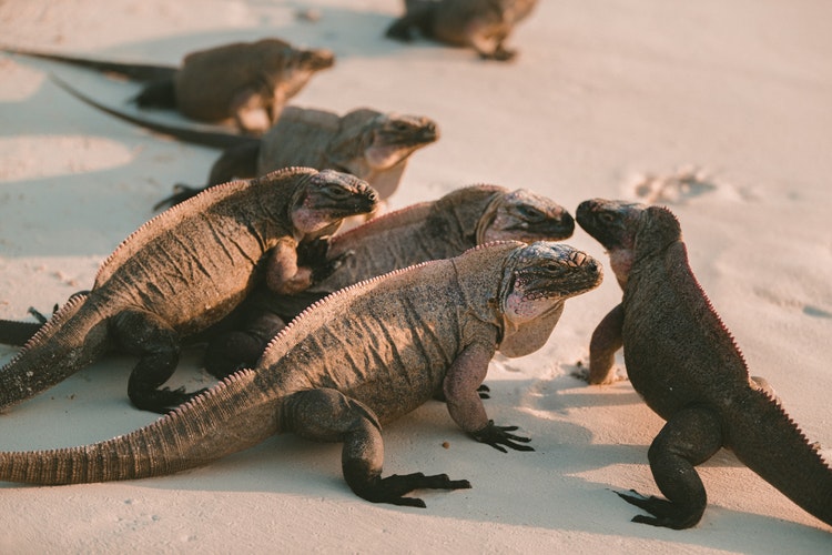 Grupo de iguanas en la arena